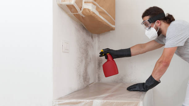 Basement Mold Remediation treatment on basement walls in Point Harbor