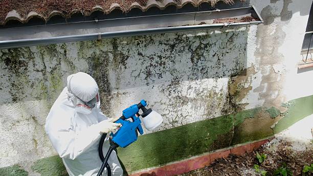 Mold Removal service in Point Harbor
